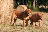 DOGUE DE BORDEAUX 407